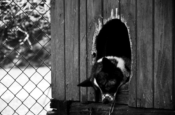 Домашні улюбленці: смуток