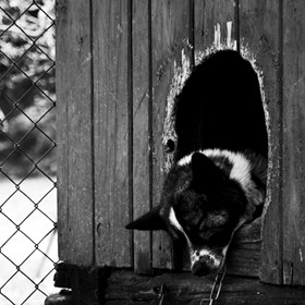 Домашні улюбленці: смуток